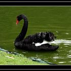 cygne noir