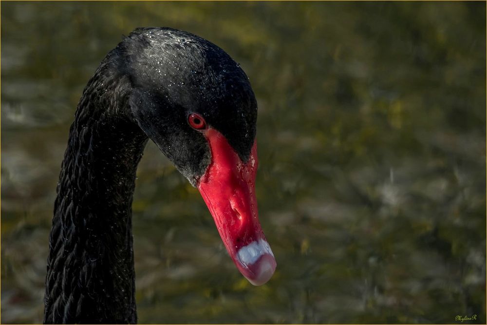 Cygne noir