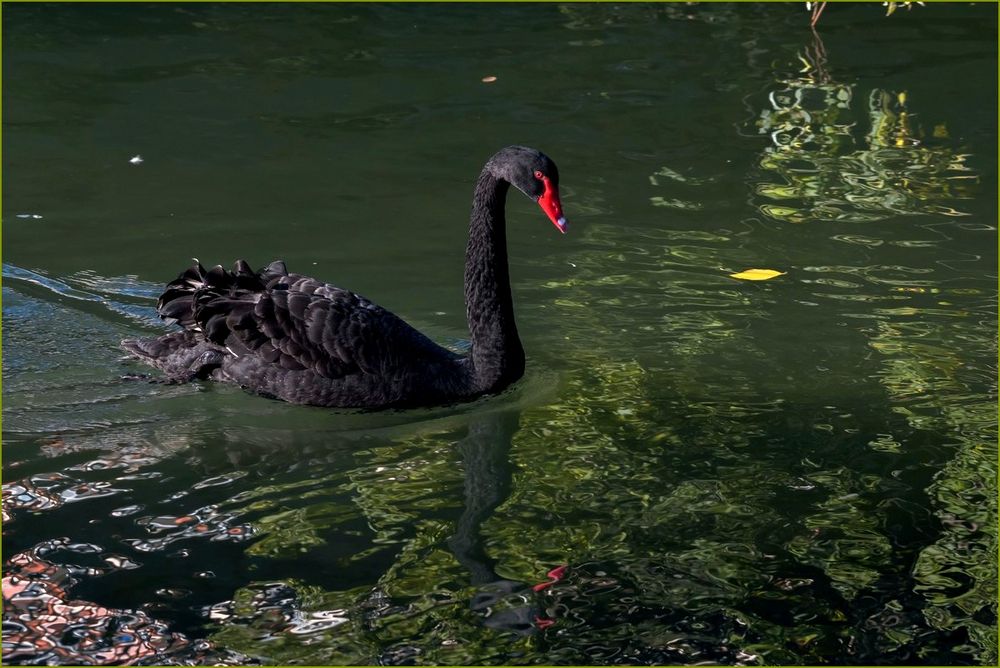 Cygne noir