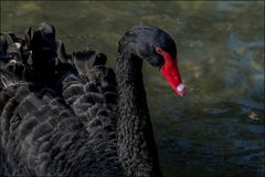 Cygne noir