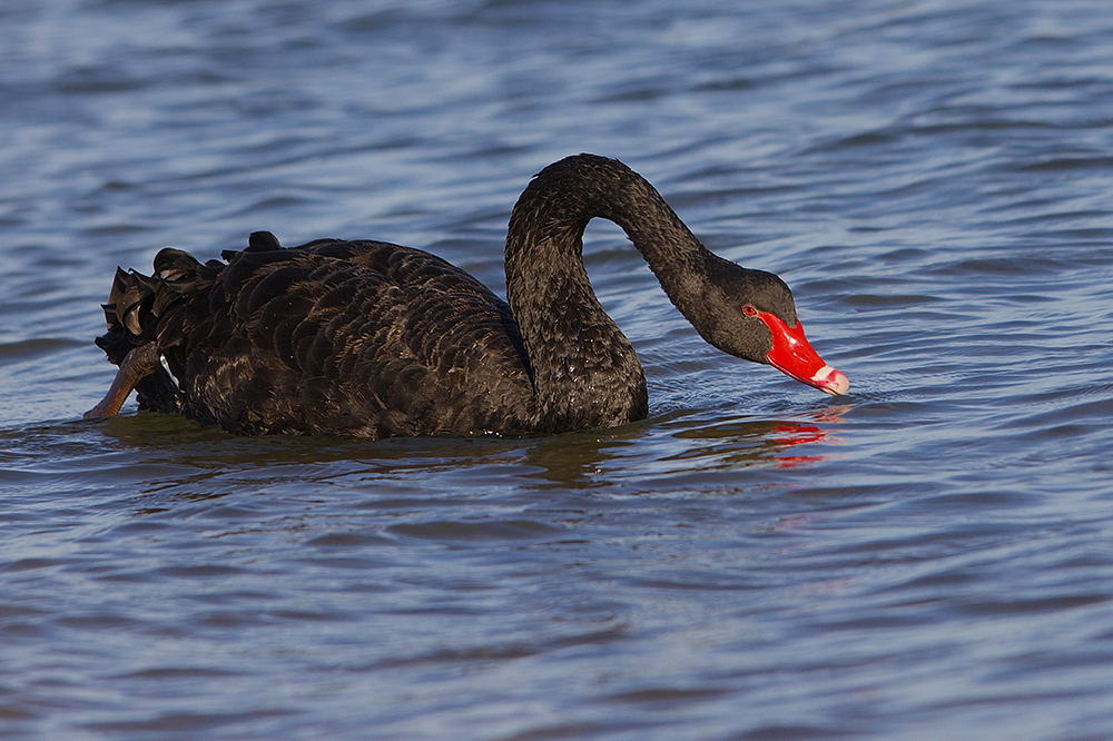 Cygne noir