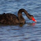 Cygne noir