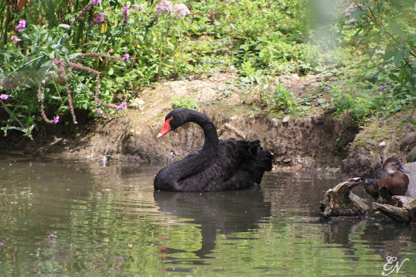 Cygne noir