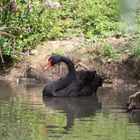 Cygne noir