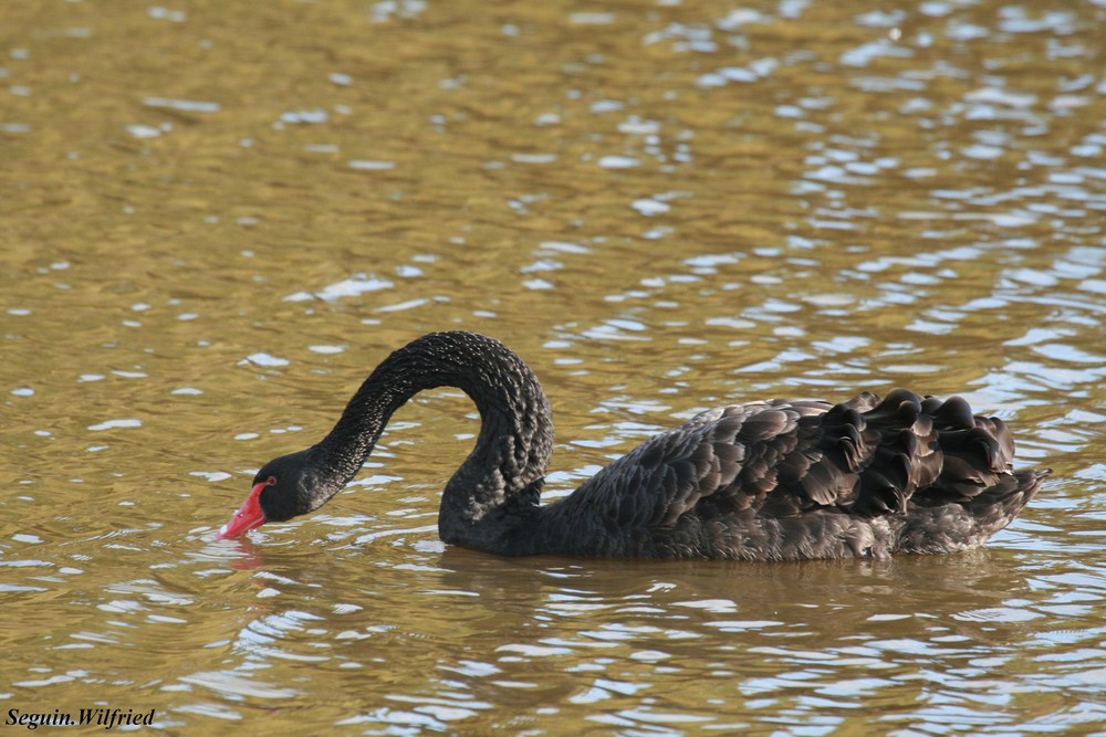 Cygne Noir