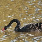 Cygne Noir