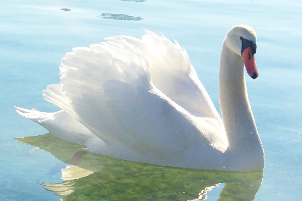 cygne qui me dragué !