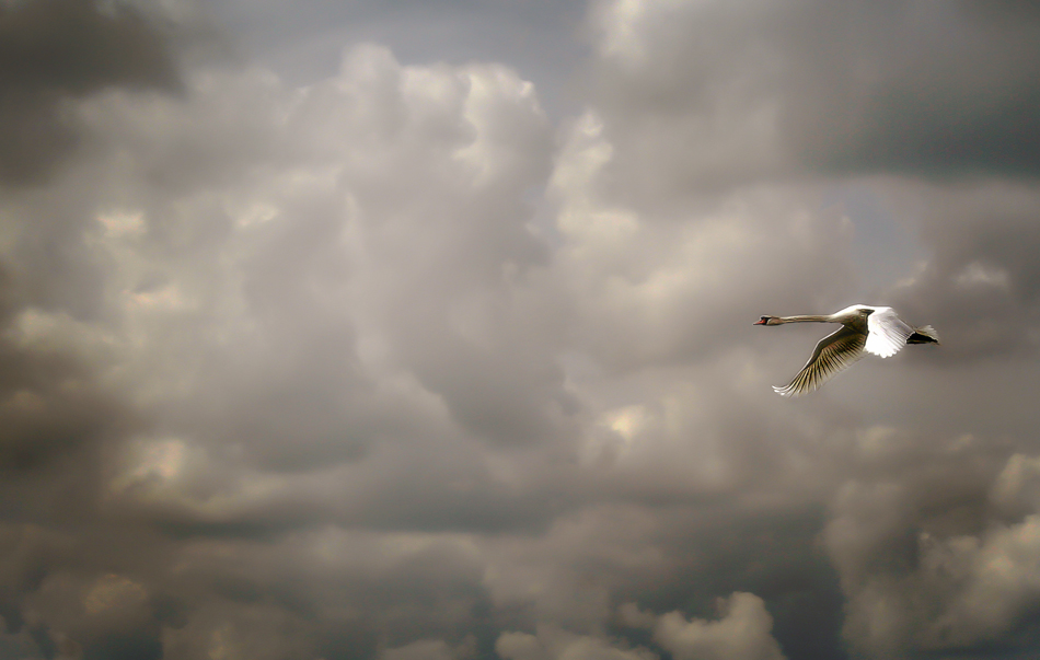 Cygne sauvage survolant la Meuse.