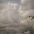 Cygne sauvage survolant la Meuse.