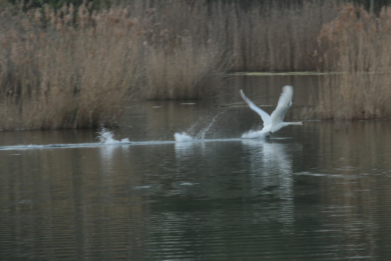 Cygne se déplaçant sur une distance approximative de +/- 200 mètres.