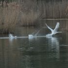 Cygne se déplaçant sur une distance approximative de +/- 200 mètres.