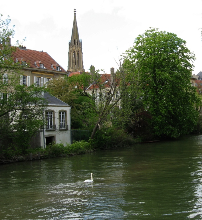 Cygne seul sur la Moselle