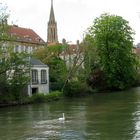 Cygne seul sur la Moselle