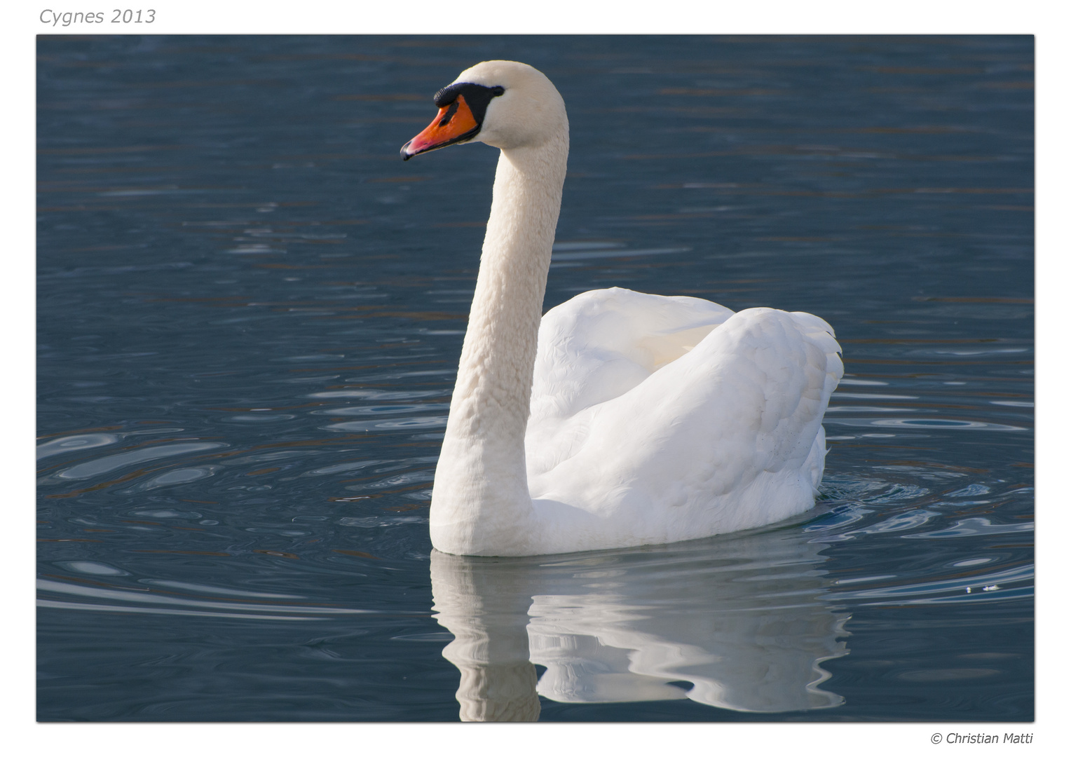 Cygne solitaire