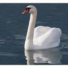 Cygne solitaire