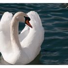 Cygne solitaire