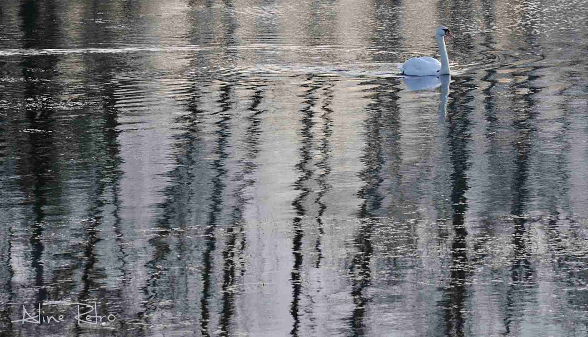 Cygne sous les arbres