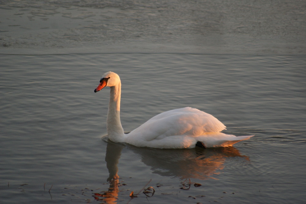 cygne sur la loire