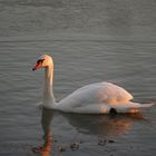 cygne sur la loire