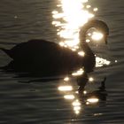 Cygne sur la Saône