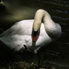 Cygne sur l'Aude