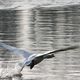 cygne sur le canal d