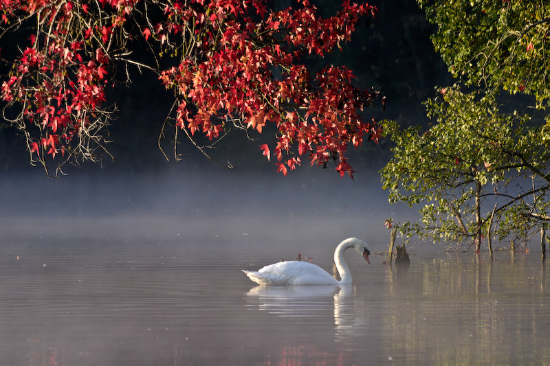 Cygne sur l'etang