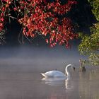 Cygne sur l'etang