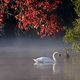 Cygne sur l