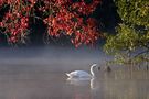 Cygne sur l'etang de mchretn 