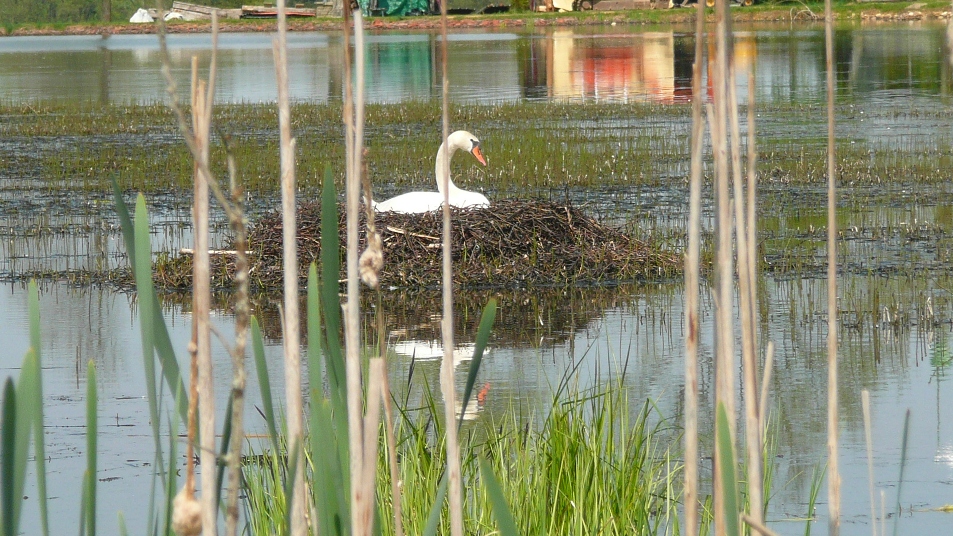 cygne sur l'étang