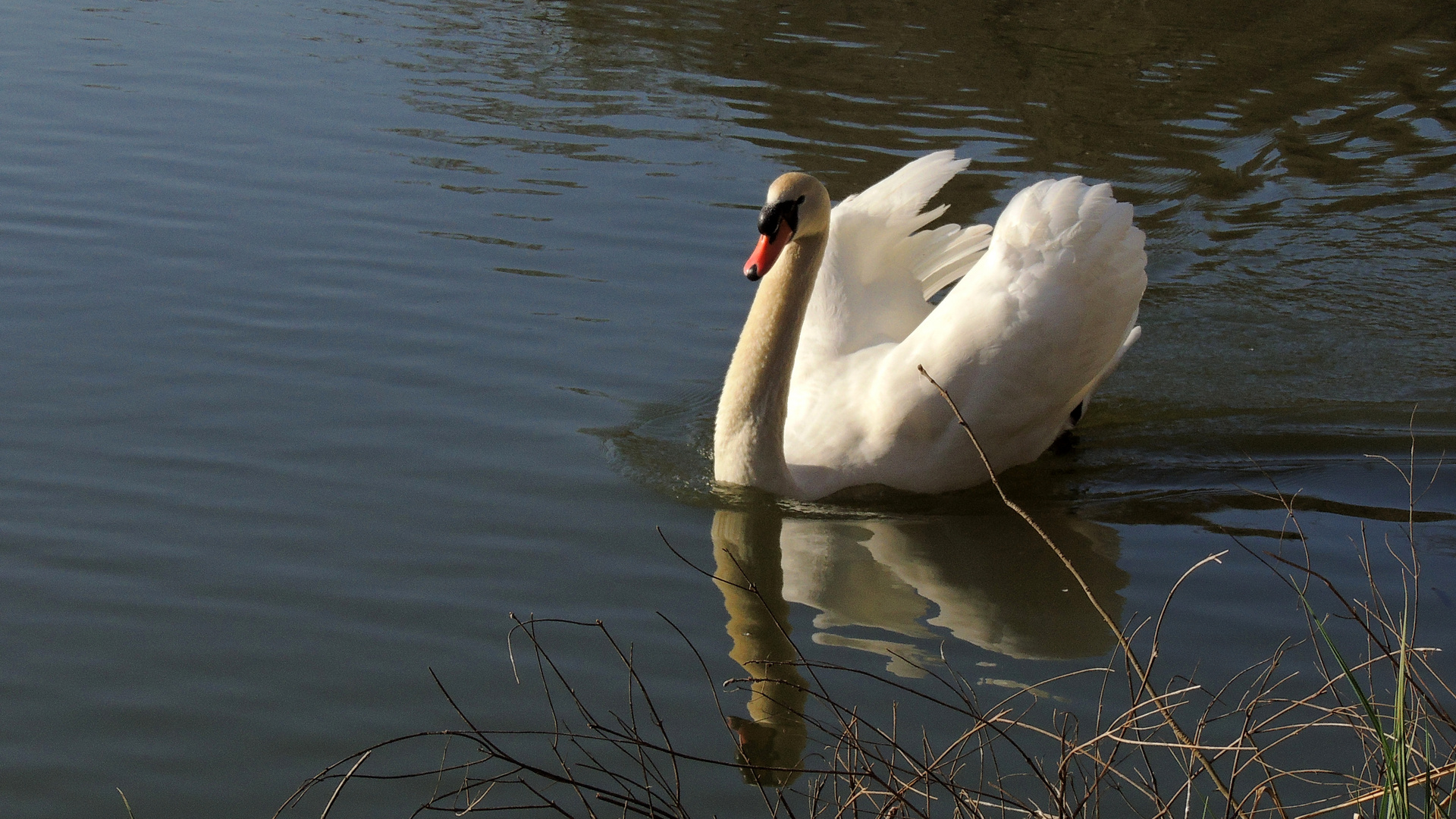 Cygne sur l'étang de" Vaugrenier" à Villeneuve-Loubet (Alpes Maritimes)