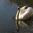 Cygne sur l'étang de" Vaugrenier" à Villeneuve-Loubet (Alpes Maritimes)