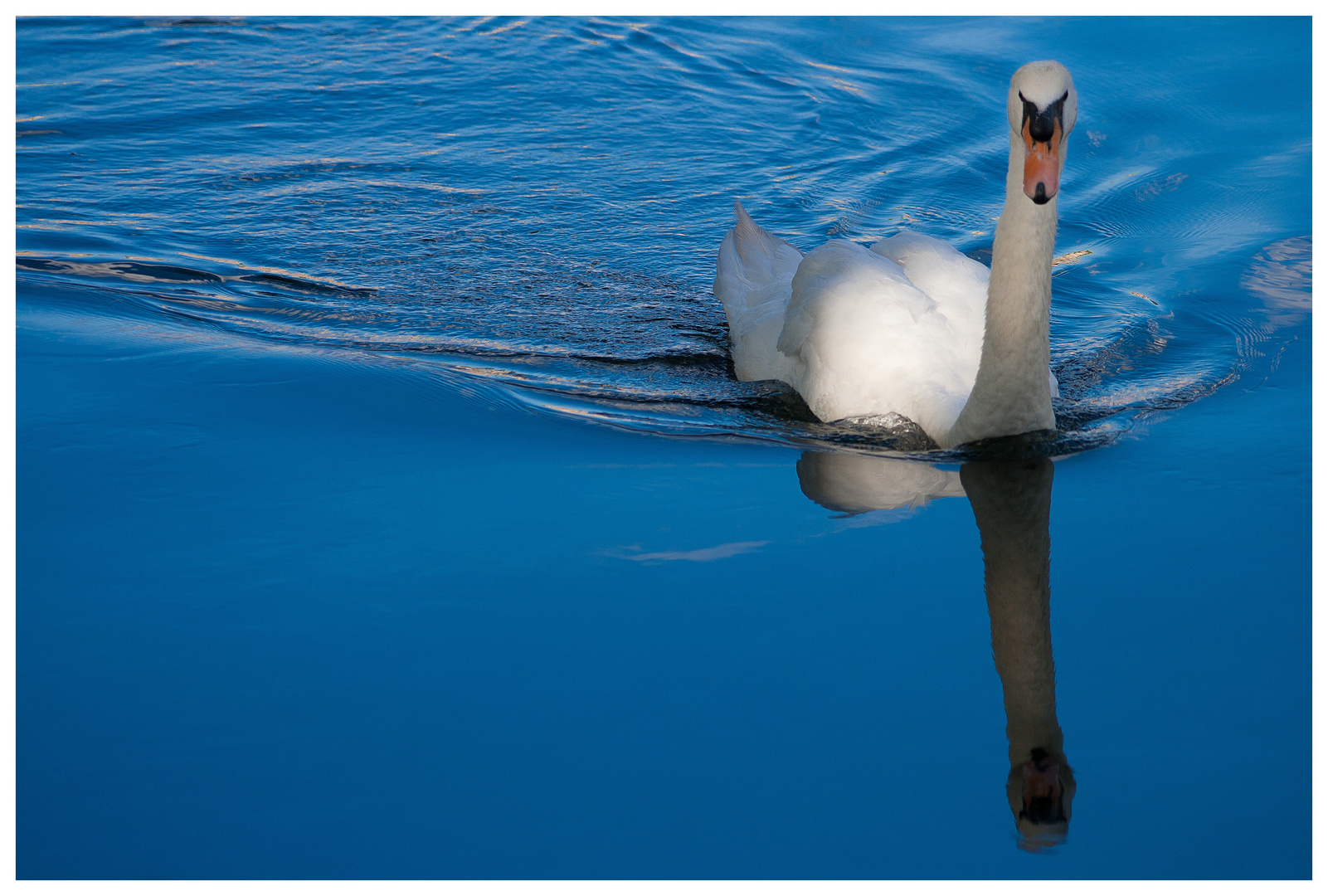 Cygne sur miroir bleu