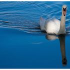 Cygne sur miroir bleu