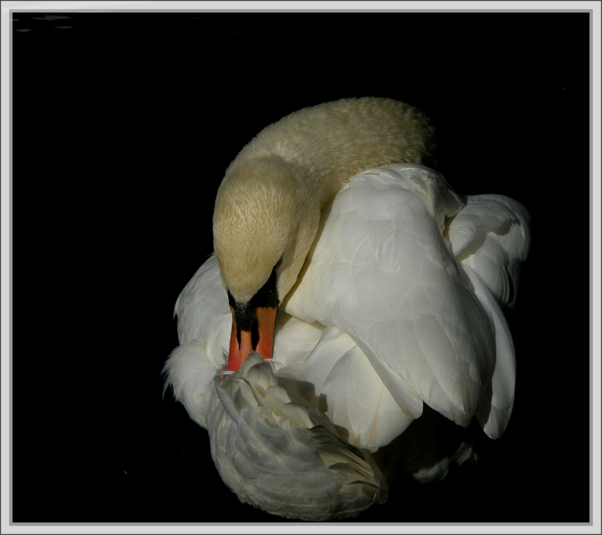 Cygne toilette