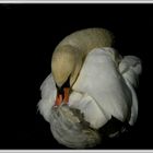 Cygne toilette