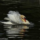 cygne tuberculé