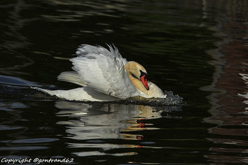 cygne tuberculé