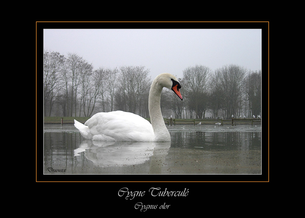 Cygne Tuberculé