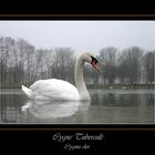 Cygne Tuberculé