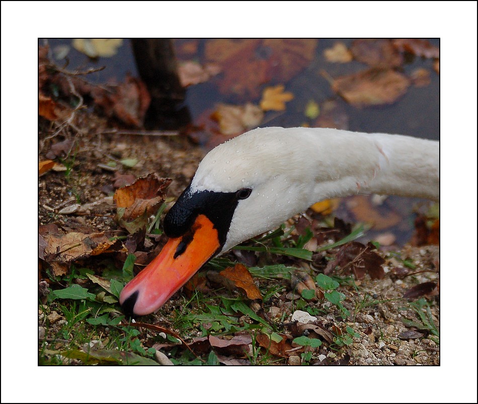 Cygne tuberculé