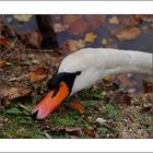 Cygne tuberculé