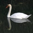 Cygne tuberculé !