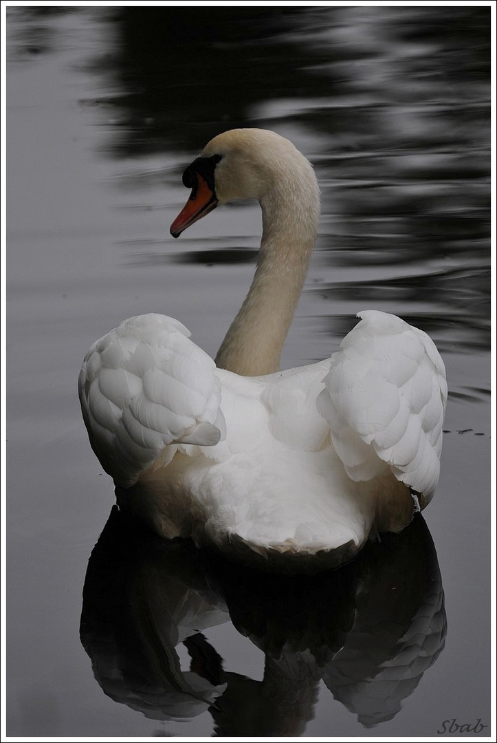 Cygne tuberculé