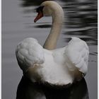 Cygne tuberculé