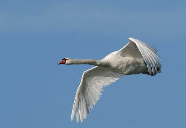 Cygne Tuberculé