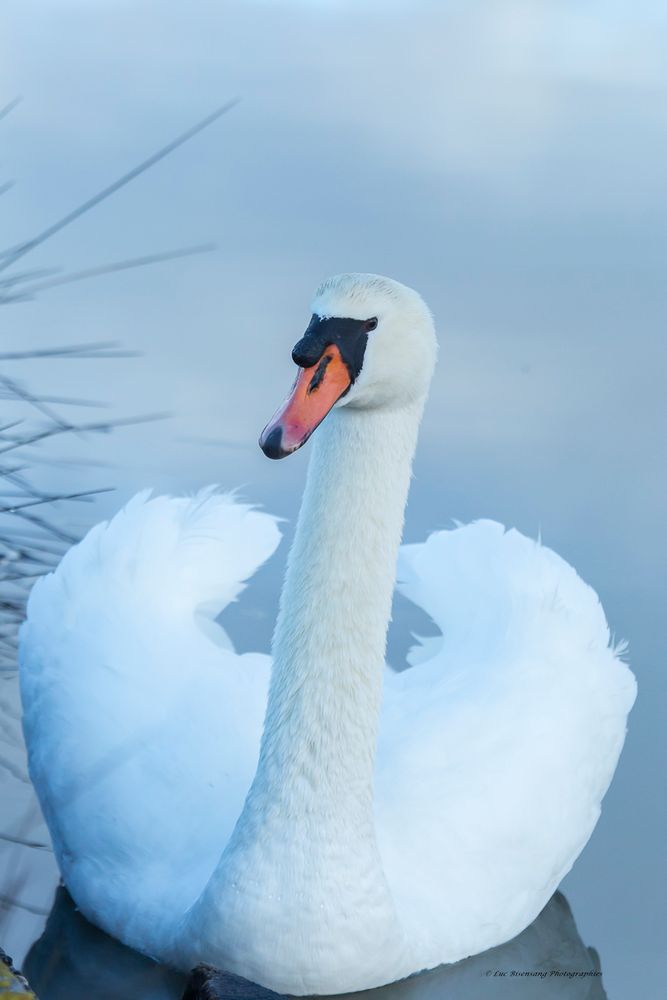 Cygne tuberculé