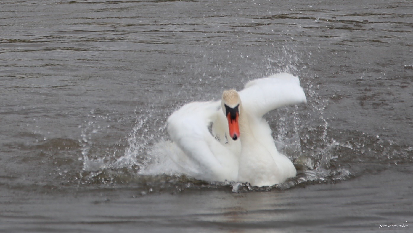 Cygne tuberculé /Cygnus olor