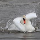 Cygne tuberculé /Cygnus olor